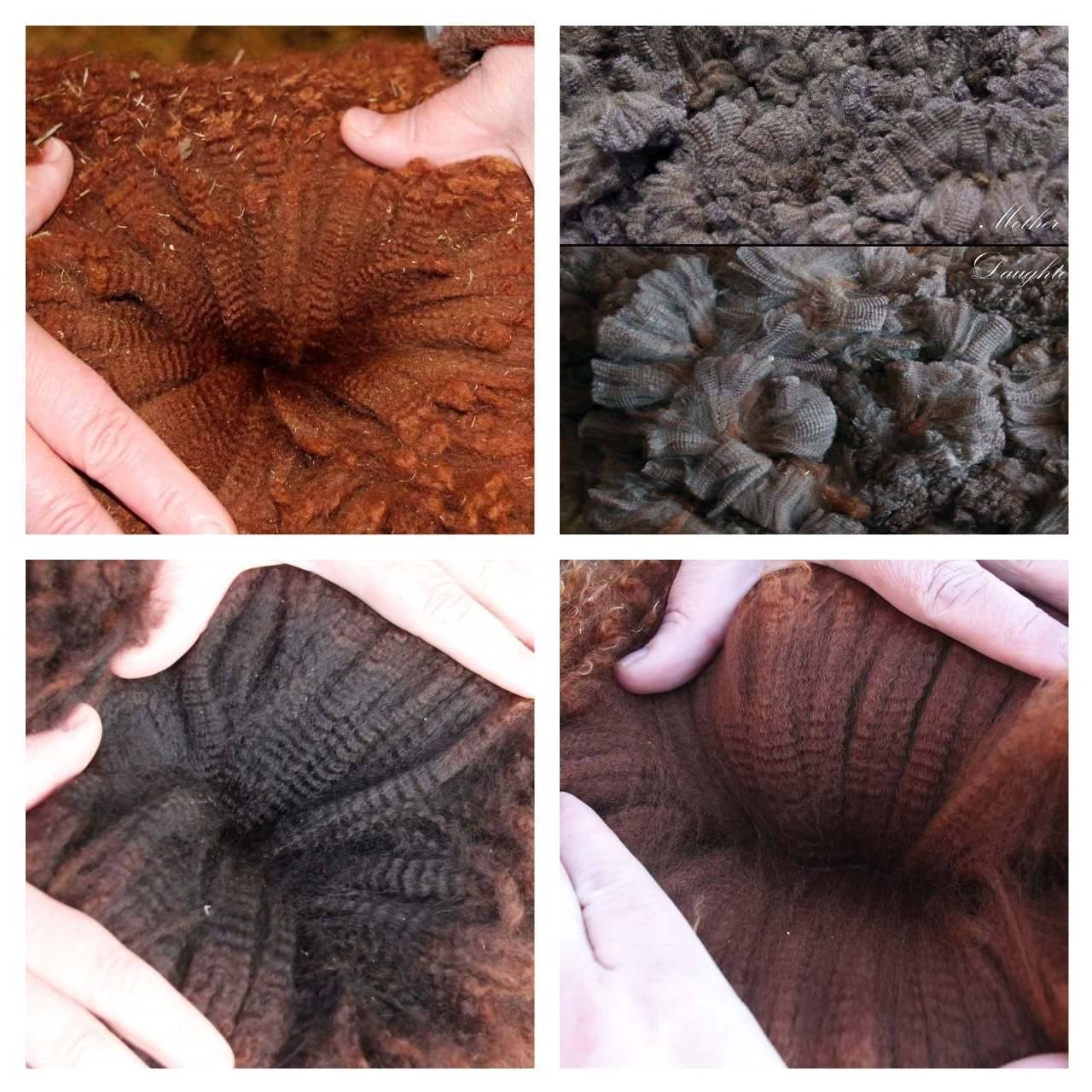 Knapper Alpakka fiber og ull, alpakka til salgs