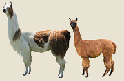 size.png