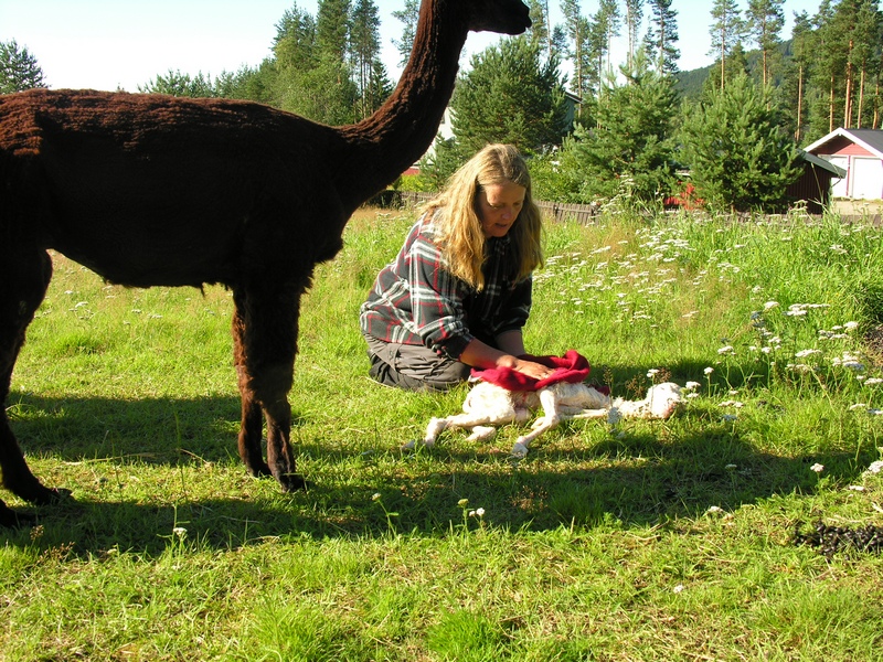 Nina tørker alpakkaprinsen til Juanita