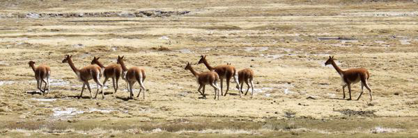 vicugnas