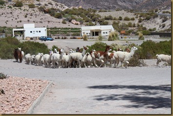 Alpakkaer, lamaer og sauer gjetet gjennom Putre, Chile