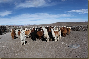 Alpakkaflokk på Altiplano, Chile