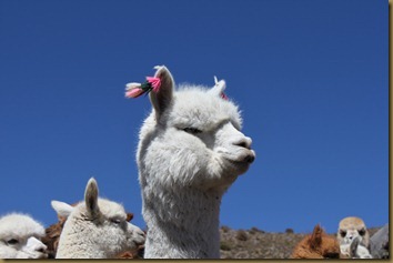 Forseggjort ørepynt på alpakka på Altiplano, Chile