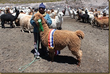 Champion alpakkahoppe på Altiplano i Chile