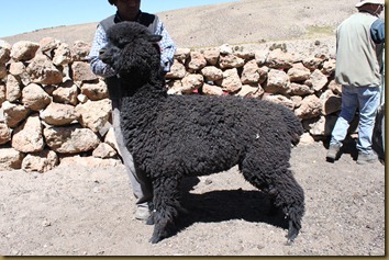 Alpakkahingsten NC Diamond Axe på Altiplano i Chile