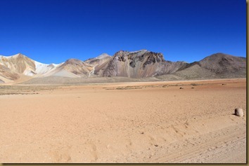 Vikunjaer på stor og tørr slette på Altiplano i Chile