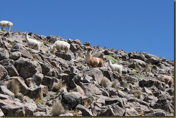 Lamaer på klatretur