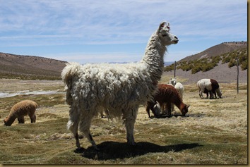 Lama som vokter en alpakkaflokk på Altiplano i Chile