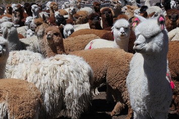 En flokk alpakkaer på Altiplano, Chile